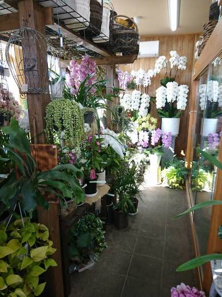 「カントリーフラワーひまわり」　（茨城県那珂市）の花屋店舗写真4